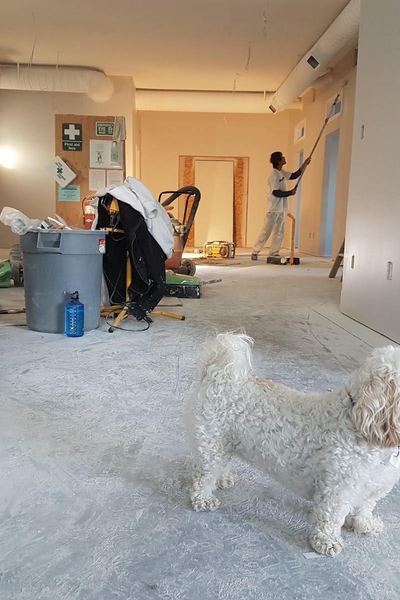 Interior renovation scene with a painter working and a dog in the foreground.